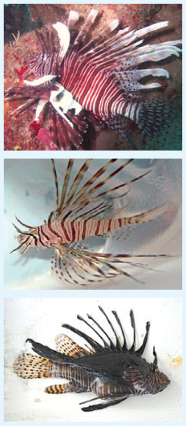 lionfish-awareness