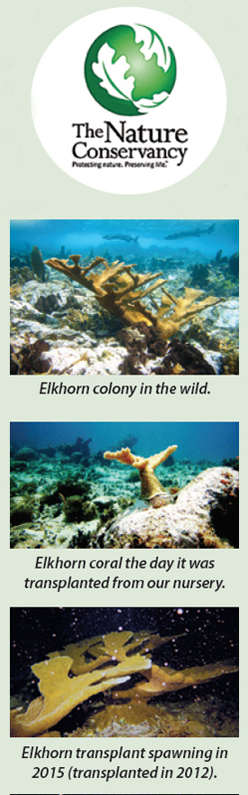 Hope for the Great Elkhorn Coral