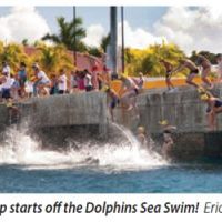 article-dolphins-on-the-move.jpg